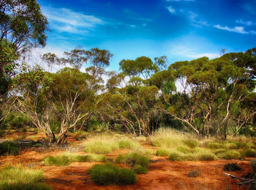 Soy Wax Melt - Australian Bush