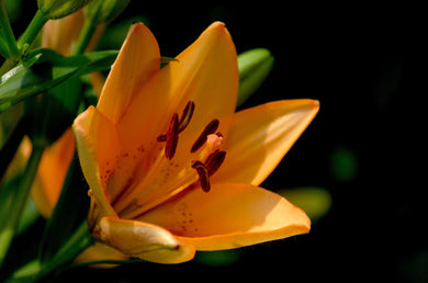 Soy Wax Melt - Tiger Lily