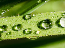 Load image into Gallery viewer, Soy Wax Melt - Lush Lemongrass