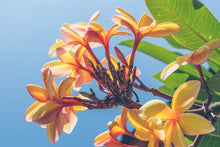 Load image into Gallery viewer, Soy Wax Melt - Wild Fragipani